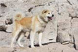 AKITA INU 280